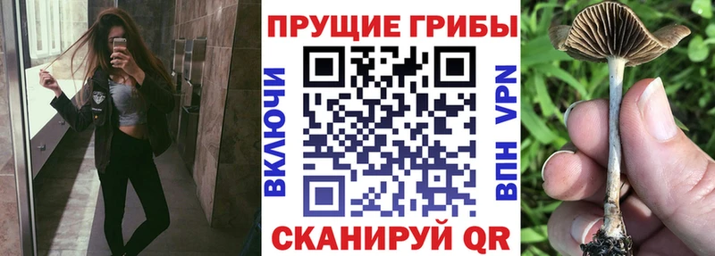 где купить наркотик  Жиздра  Галлюциногенные грибы ЛСД 